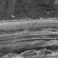 Alignés, Fous de Bassan, Canada