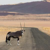 Sur la route, Oryx, Namibie