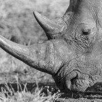 Wide mouth rhino, Namibie