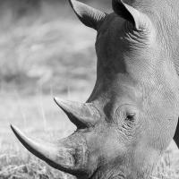 Puissant, Rhinocéros blanc, Namibie