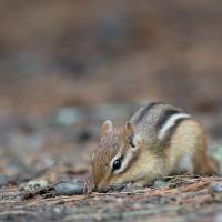 Petit suisse, Tamia, Canada