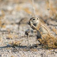 Xerus inauris, Namibie