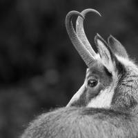 Portrait de chamois